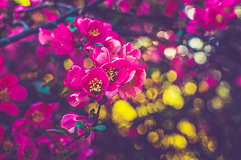 Spring Flowers , flowers, nature HD wallpaper