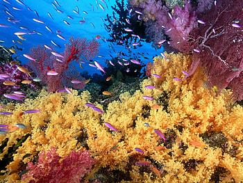 Soft Yellow Coral, Coral Reefs HD wallpaper