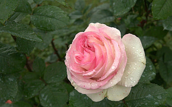 a pink rose with some Raindrops on it, rose, Drop, outside, a, Pink, Rain, on HD wallpaper