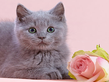 Cat and rose, sweet, grey, kitty, cute, cat, fragrance, rose, pink, petals, flower, adorable, scent HD wallpaper
