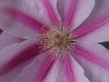 Flower, color HD wallpaper