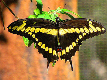 Giant Swallowtail, black, green leaves, butterfly, yellow, north america, swallowtail HD wallpaper