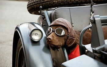 Animals, Dog, Car, Cap, Spectacles, Glasses HD wallpaper