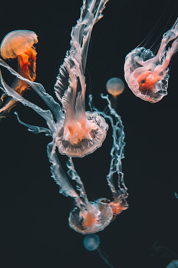 Animals, Jellyfish, Swimming, Underwater World, Aquarium, Tentacles HD phone wallpaper