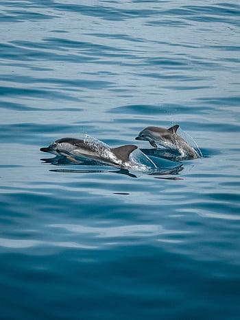 A pair of dolphins gracefully leaping through the tranquil ocean waters off the coast of Spain. HD phone wallpaper