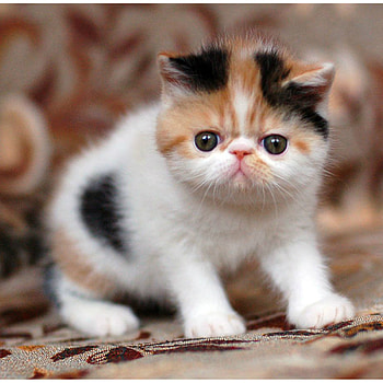 Kitten, Exotic Shorthair Cat HD phone wallpaper