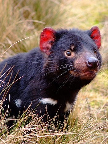 Tasmanian Devil , backgrounds, High-resolution , Tasmanian Devil HD phone wallpaper