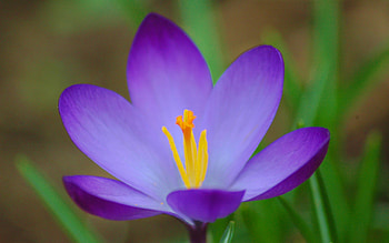 Plants, Flowers HD wallpaper