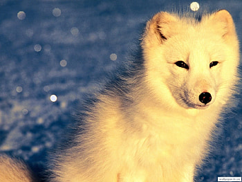 Animals, Polar Foxes HD wallpaper