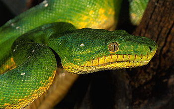 Animals, Muzzle, Sight, Opinion, Snake, Dangerous HD wallpaper