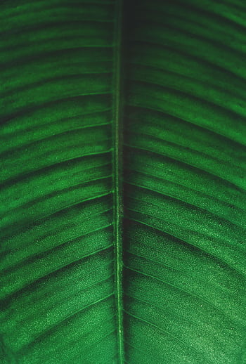 Detailed close-up of a vibrant green leaf highlighting its rich texture and natural beauty. HD phone wallpaper