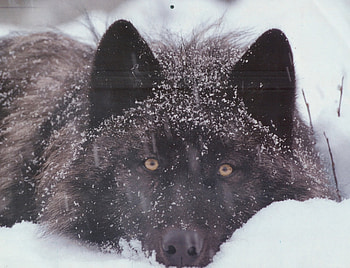 Wolf in the Wild, white, timber, saying, black, wolves, , wolf, canislupus, howling, wolf art, wisdom HD wallpaper