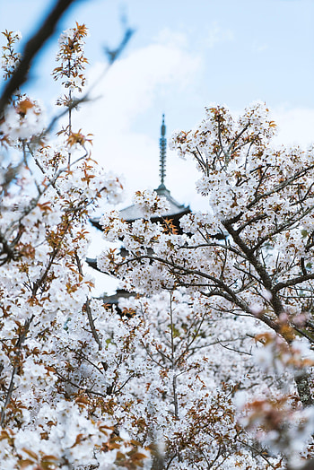 Flowers, Architecture, Building, Bloom, Flowering HD phone wallpaper
