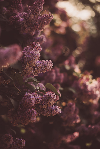 Spring, Flowers, Lilac, Bush, Bloom, Flowering HD phone wallpaper