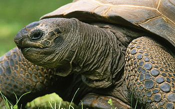 Beautifully patterned shells, Nature's armored tanks, Exotic reptile portraits, Tortoise kingdom HD wallpaper