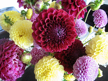 Flowers, Bright, Dahlias, Buds, Different HD wallpaper