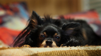 Animals, Fluffy, Dog, Muzzle, Relaxation, Rest, Puppy HD wallpaper