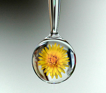 Water Drop, yellow, flower, nature, water drops, spring HD wallpaper