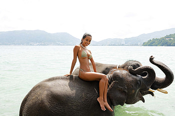 Bikini Model ~ Putri Cinta, elephants, bikini, model, brunette, lake HD wallpaper