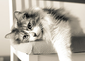 afternoon napping, kitty, animals, cats, napping, afternoon HD wallpaper