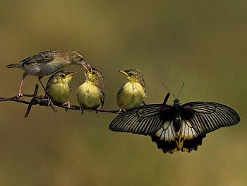 Special friends, wings, birds, feathers, eating, food, branch, feeding, butterfly, family, fence HD wallpaper