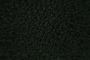 Nature, Trees, View From Above, Forest HD wallpaper