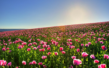 Plants, Landscape, Flowers, Tulips HD wallpaper