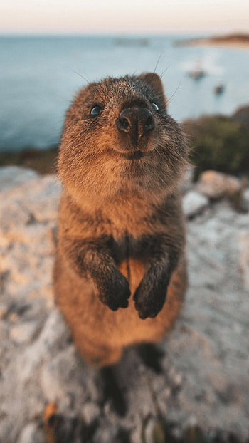 Smiling quokka, Unique wildlife species, Quokka selfie, Western Australia HD phone wallpaper