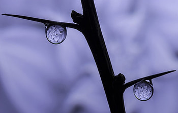 Purple, branch, drop, drops, nature HD wallpaper
