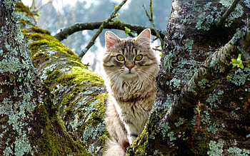 Animals, Grass, Wood, Sit, Cat, Fluffy, Tree, Moss HD wallpaper