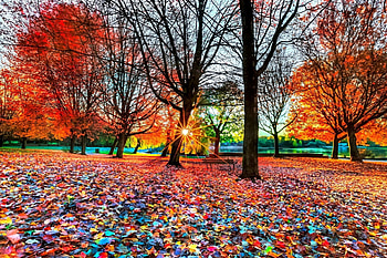 ENCHANTING AUTUMN NATURE, leaves falls, sunrays, enchanting nature, landscape, trees, autumn, nature, splendor HD wallpaper