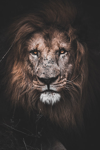 Might lion, animal, muzzle HD phone wallpaper