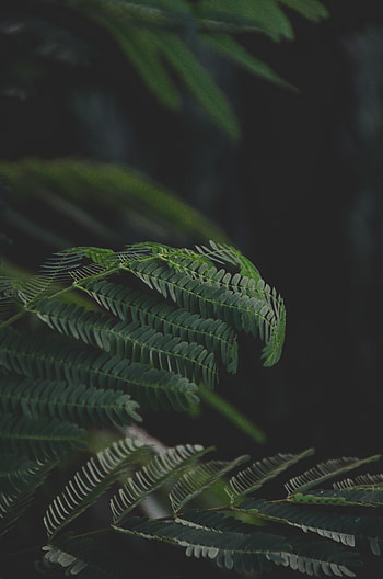 Leaves, Dark, Fern, Branches HD phone wallpaper