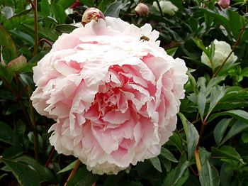 pink peoni, summer, peoni, pink, bloom HD wallpaper