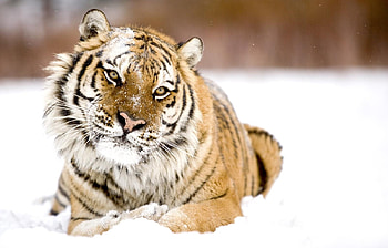 Animals, Tigers HD wallpaper