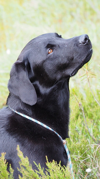 Black Dog, Labrador HD phone wallpaper