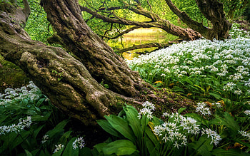 Wild garlic in the Netherlands, landscape, trees, flowers, blossoms HD wallpaper