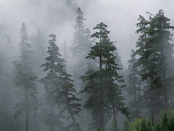 Nature, Trees, Conifers, Coniferous, Forest, Fog, Haze, Siberia HD wallpaper