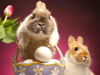Animals, Holidays, Easter, Rabbits HD wallpaper