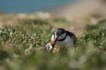 Animals, Grass, Bird, Blur, Smooth, Cul-De-Sac, Dead End HD wallpaper