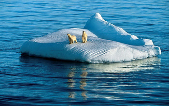 Animals, Ice, Dream, Scream, Cry, Polar Bears HD wallpaper