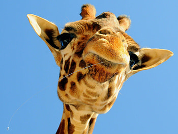 Giraffe, Majestic creatures, African wildlife, Savanna ecosystem HD wallpaper