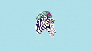 Funny, Animals, Background, Zebra HD wallpaper