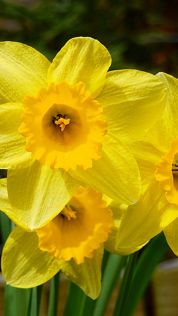 Daffodil, Yellow Adorable Flowers HD phone wallpaper