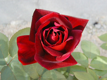 Red rose, flowers, roses HD wallpaper