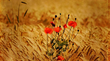 Plants, Flowers, Fields HD wallpaper