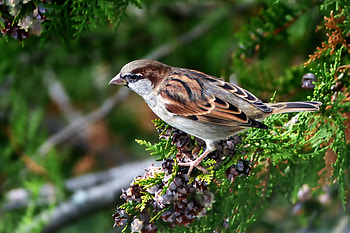 Sparrow, bird, close up HD wallpaper