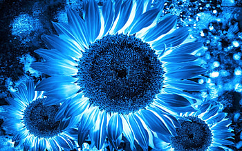 Sunflower art, blue, art, hop, sunflower HD wallpaper