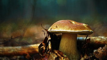 Macro mushrooms, Nature , Close-up graphy, Detailed HD wallpaper