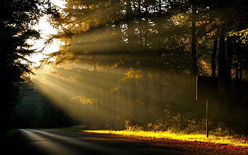 Nature, Trees, Sun, Shine, Light, Road, Forest, Nameplate, Plate, Sign HD wallpaper